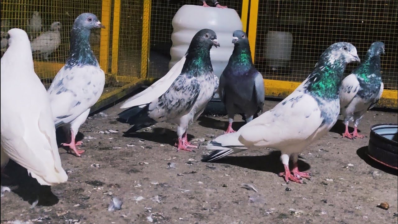 Breeder Kabootar sale out..Resulted kabootar.Allah bhae Ka Naseeb ma kary..
