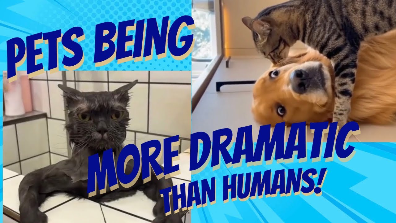 Cats vs Dogs (Gone Wrong) 😂🐱🐶 - most viral TikToks!