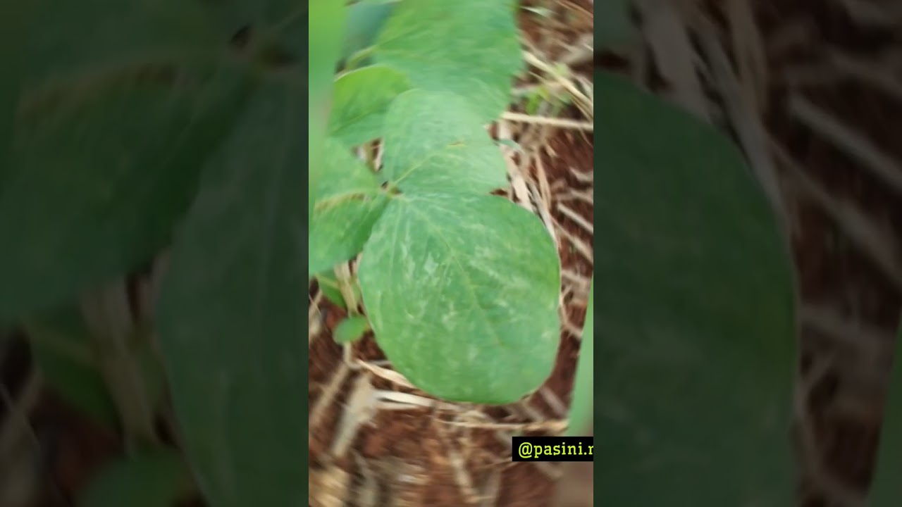 Tripes,  situa&ccedil;&atilde;o de alta densidade e seus respectivos danos #seguimos #agro #soja #inseto