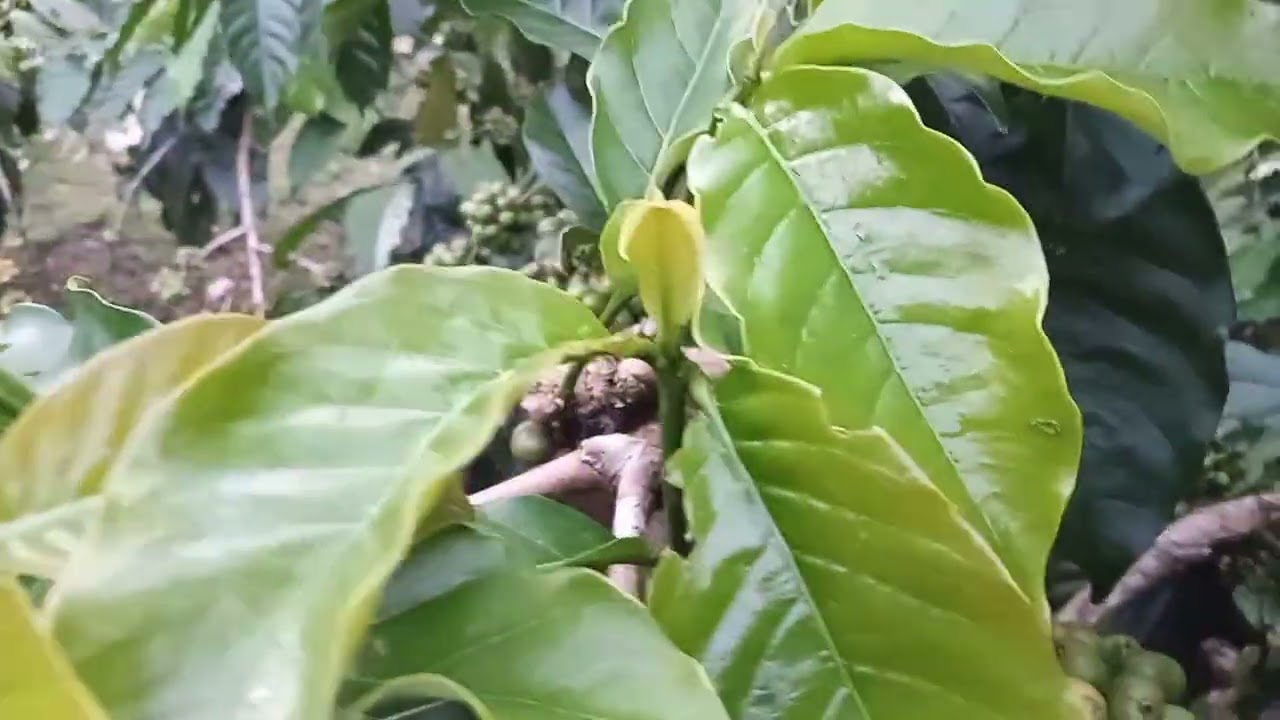 Buah kopi  mau stabil? Ikuti trik sederhana ini