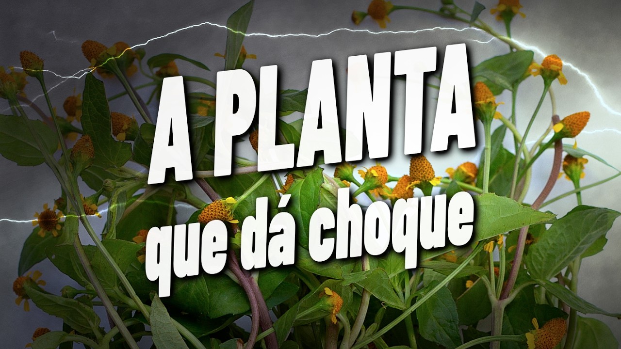 JAMBU - Documentário completo - Guia da Floresta