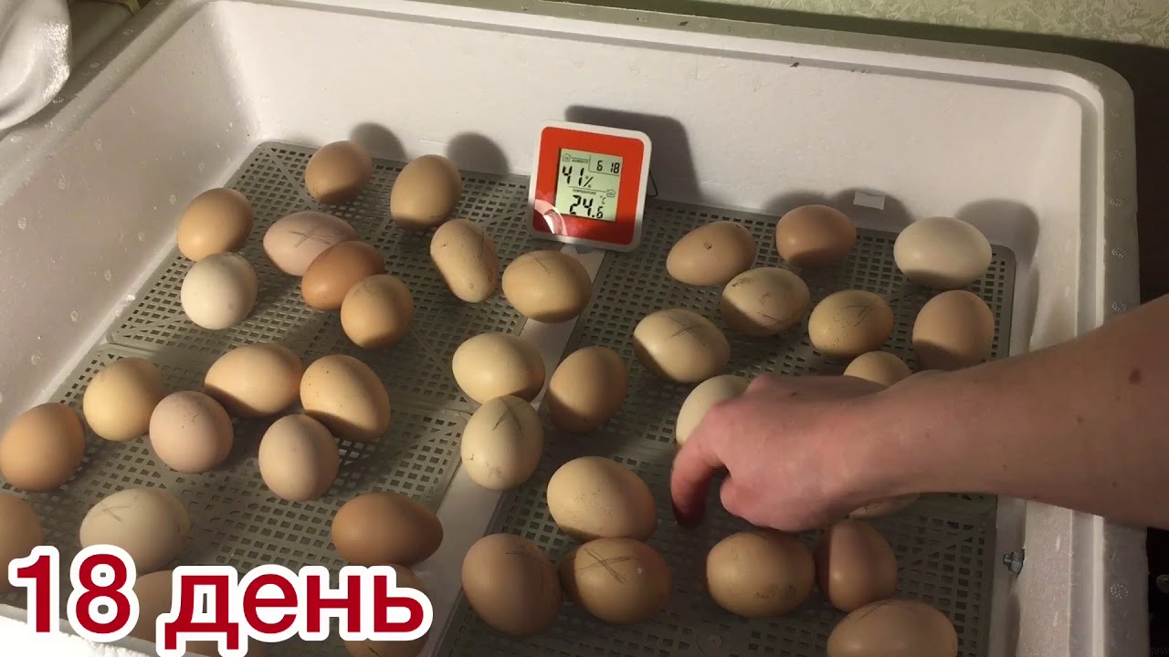 Вывод цыплят от А до Я (часть1)