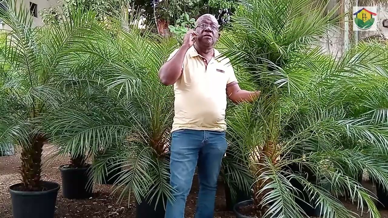 CUIDADO Y MANTEMIMIENTO DE LA PALMA PHOENIX ROEBELENII (PALMA ROBELINA)