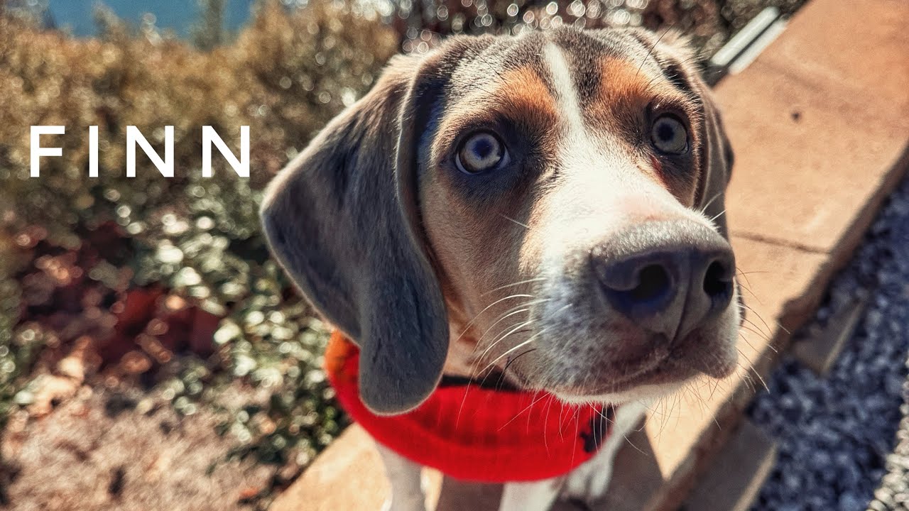 6mo Beagle (Finn) | 2 Week Board and Train | Best Dog Trainers in Florida 