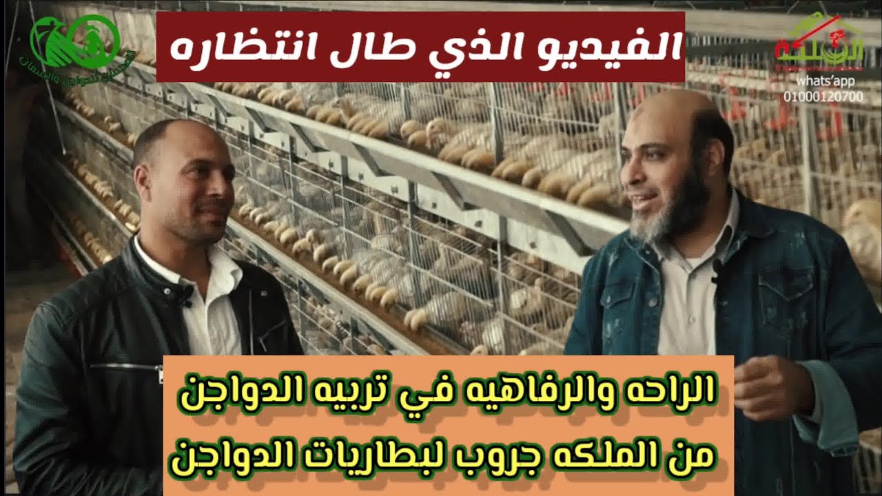 عنبر دواجن أوتوماتيك 100% مصري 🇪🇬 إيه الجمال دا 🤫ضاعف إنتاجك 3 مرات 🔥مدينة الدواجن الملكة للبطاريات#