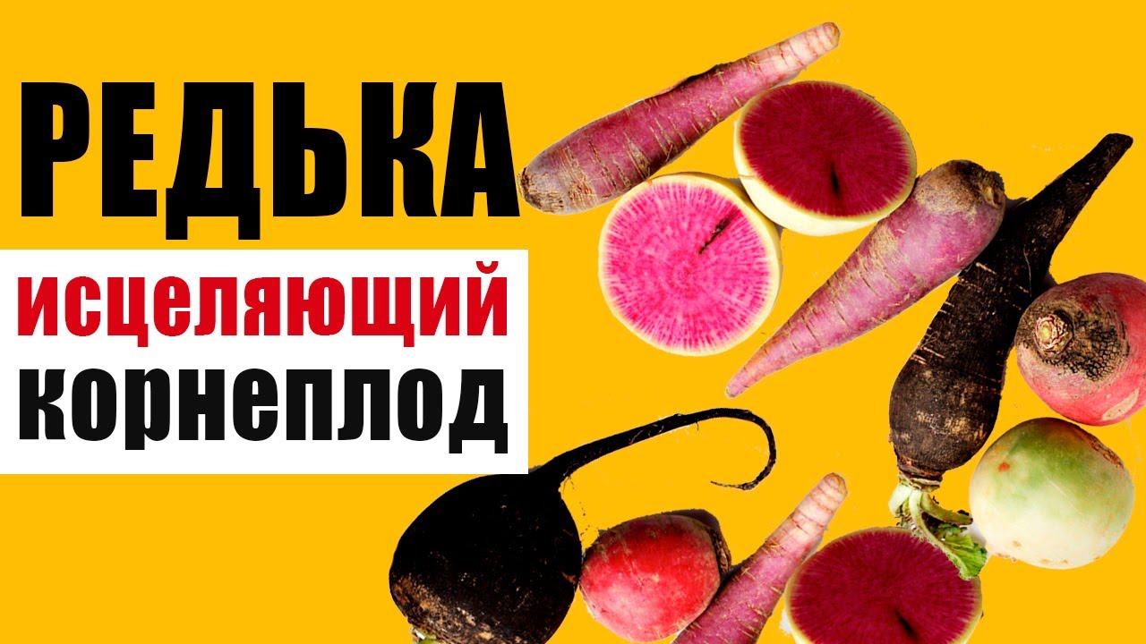 Редька – овощ, исцеляющий все органы. Почему чёрная редька полезнее, чем зелёная и белая?