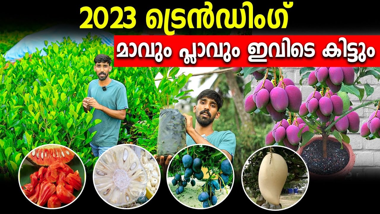ചോര ചുവപ്പുള്ള ചക്കയും എപ്പോഴും കായ്ക്കുന്ന മാവും |ആരും കാണാത്ത മാവ് പ്ലാവ് കളക്ഷൻ ഇവിടെ ലഭിക്കുന്നു