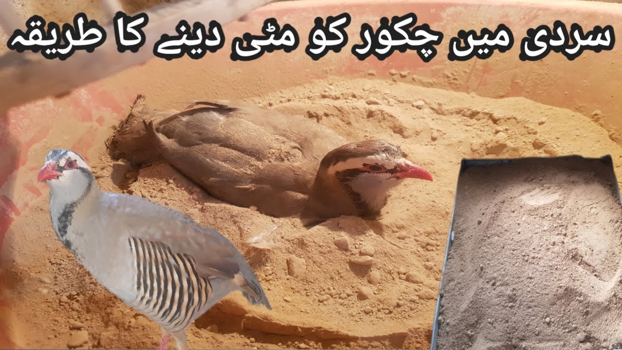 Sardi mih chakor ko mati dani ka tarika