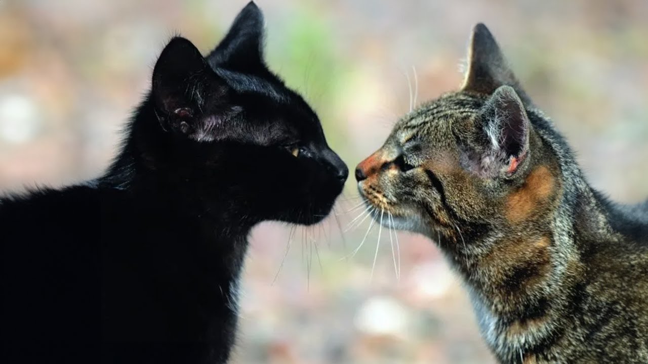 L'AMOUR EN &Eacute;T&Eacute;