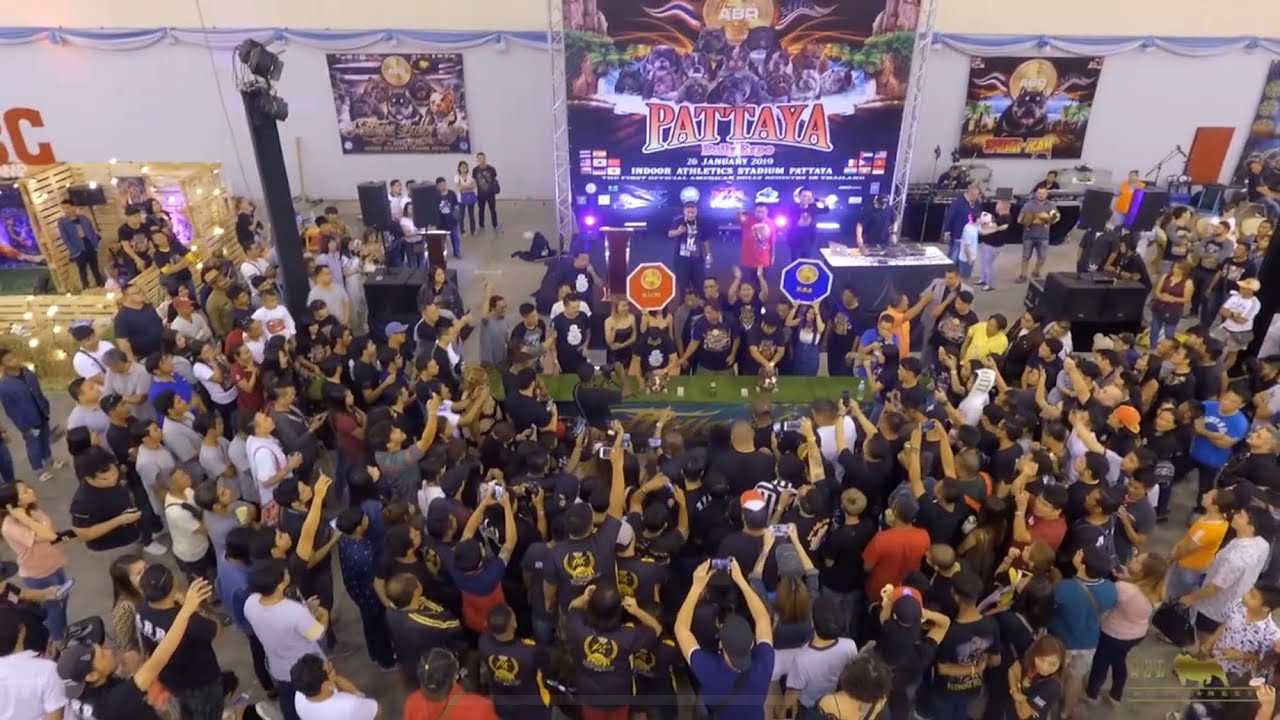 AGBtv: ABR Pattaya Bully Expo 2019 (full show recap)