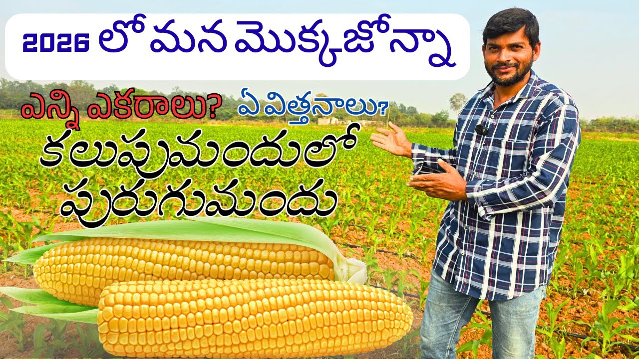 2026 లో మొక్కజొన్న Maize 🌽 || Maize Cultivation || Please Save farmers 