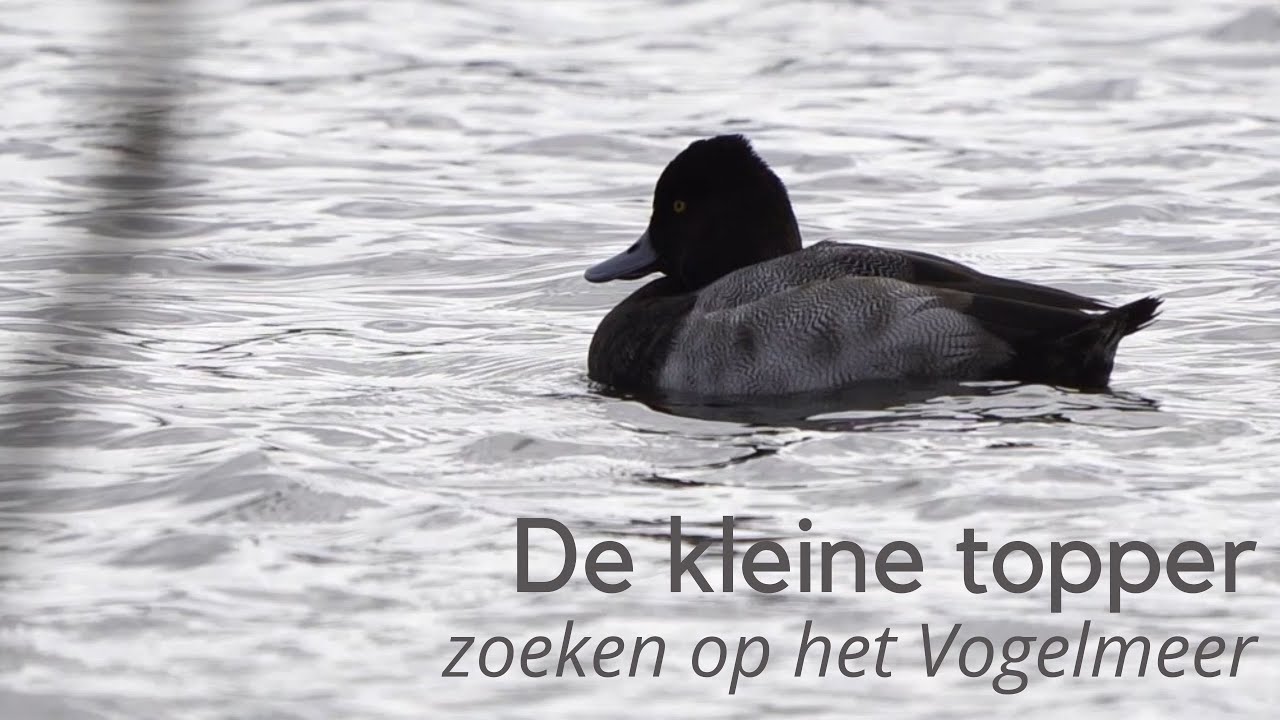 De kleine topper zoeken op het Vogelmeer #1364