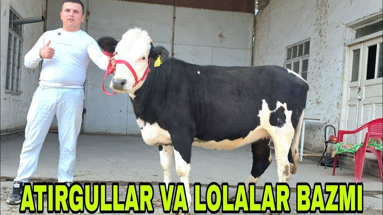 Ismoil ukamizdan bo&lsquo;g&lsquo;ozlani lolalari va onabola sigirlarni atirgullari 15-aprel, 2026