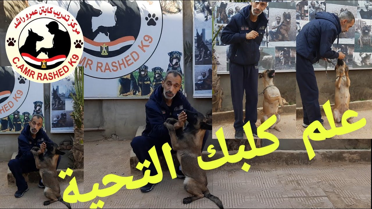 علم كلبك التحية - كابتن عمرو راشد - تدريب 17