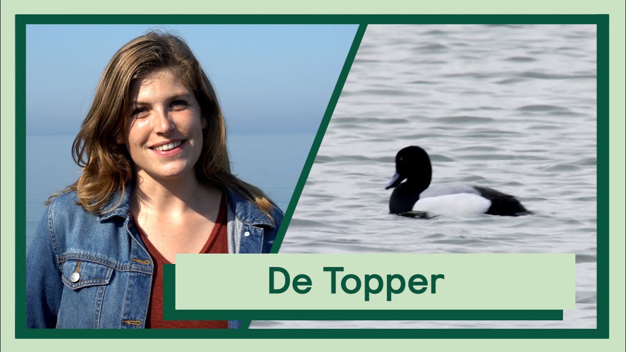 De topper en de kuifeend | Uitvogelen met Camilla