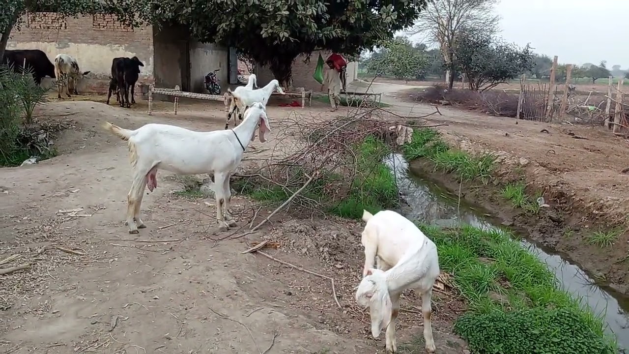 یہ بکریاں سے میرا پیار ہے
