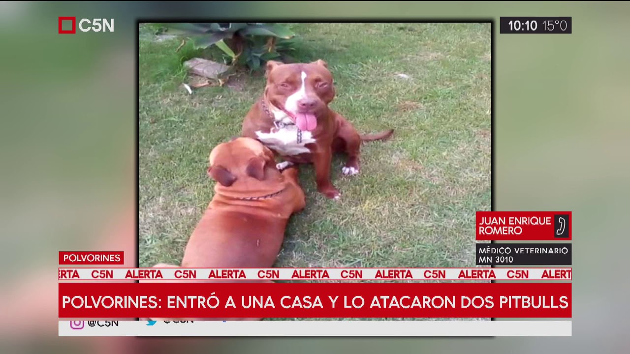 Los Polvorines: Entró a robar, lo atacaron dos pitbull y terminó en terapia (Parte 2)