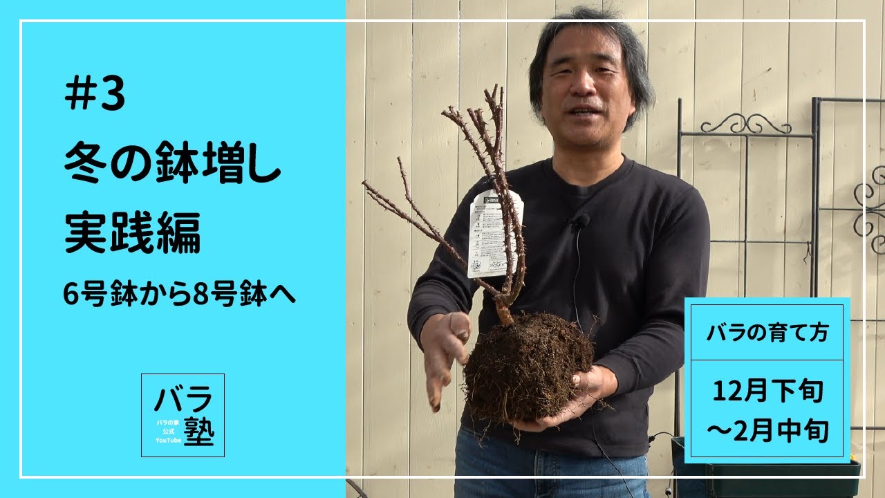 #3 冬の鉢増し実践編（6号鉢から8号鉢へ）【バラの育て方：12月下旬～2月中旬】