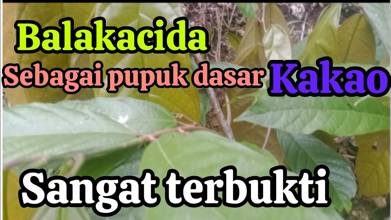 Balakacida sebagai pupuk dasar kakao, mantap 