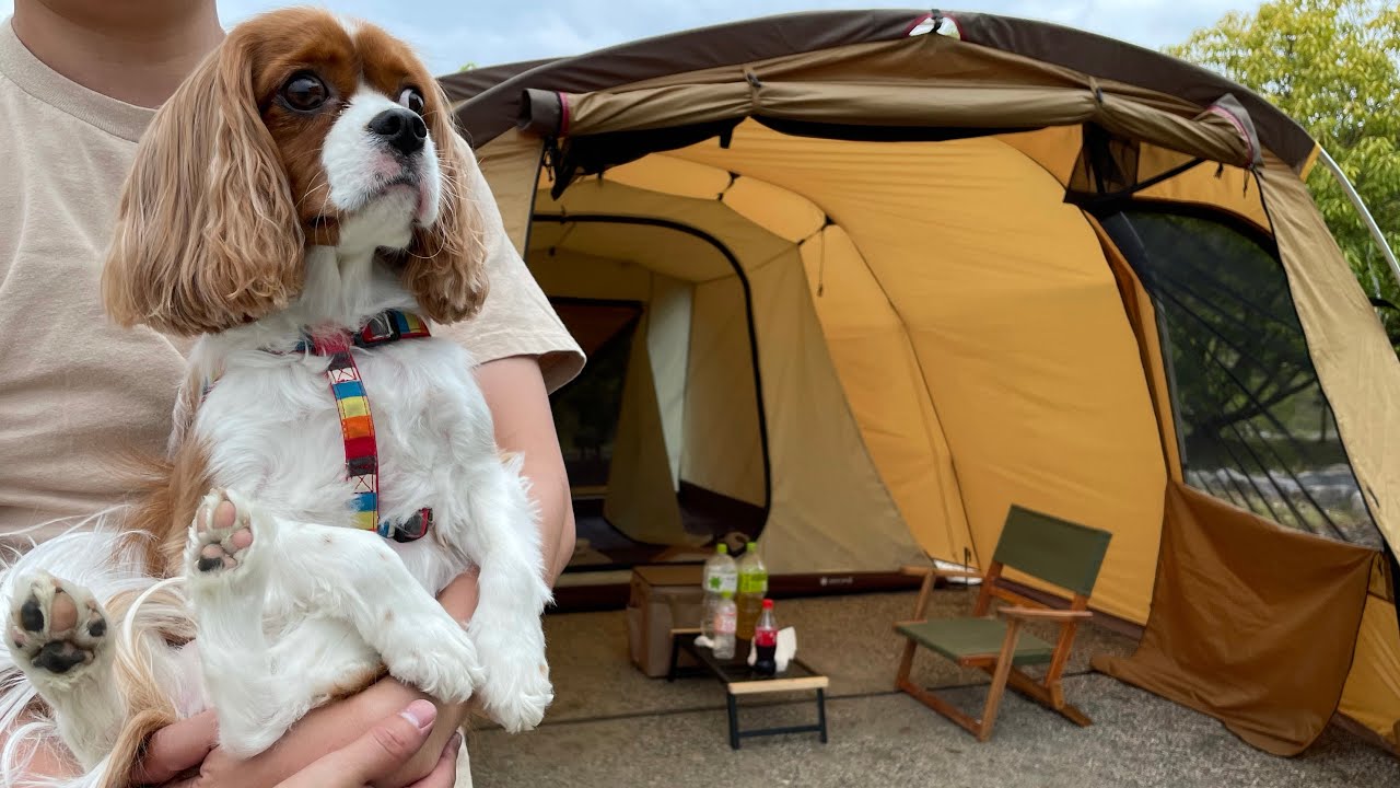 犬と一緒にキャンプに行って、ただひたすらに癒されてきましたw