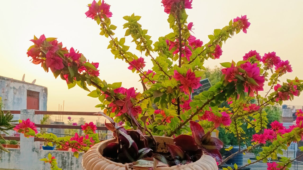 Saima is live! swagat Hai Meri nai shuruaat mein welcome 🤗😁
