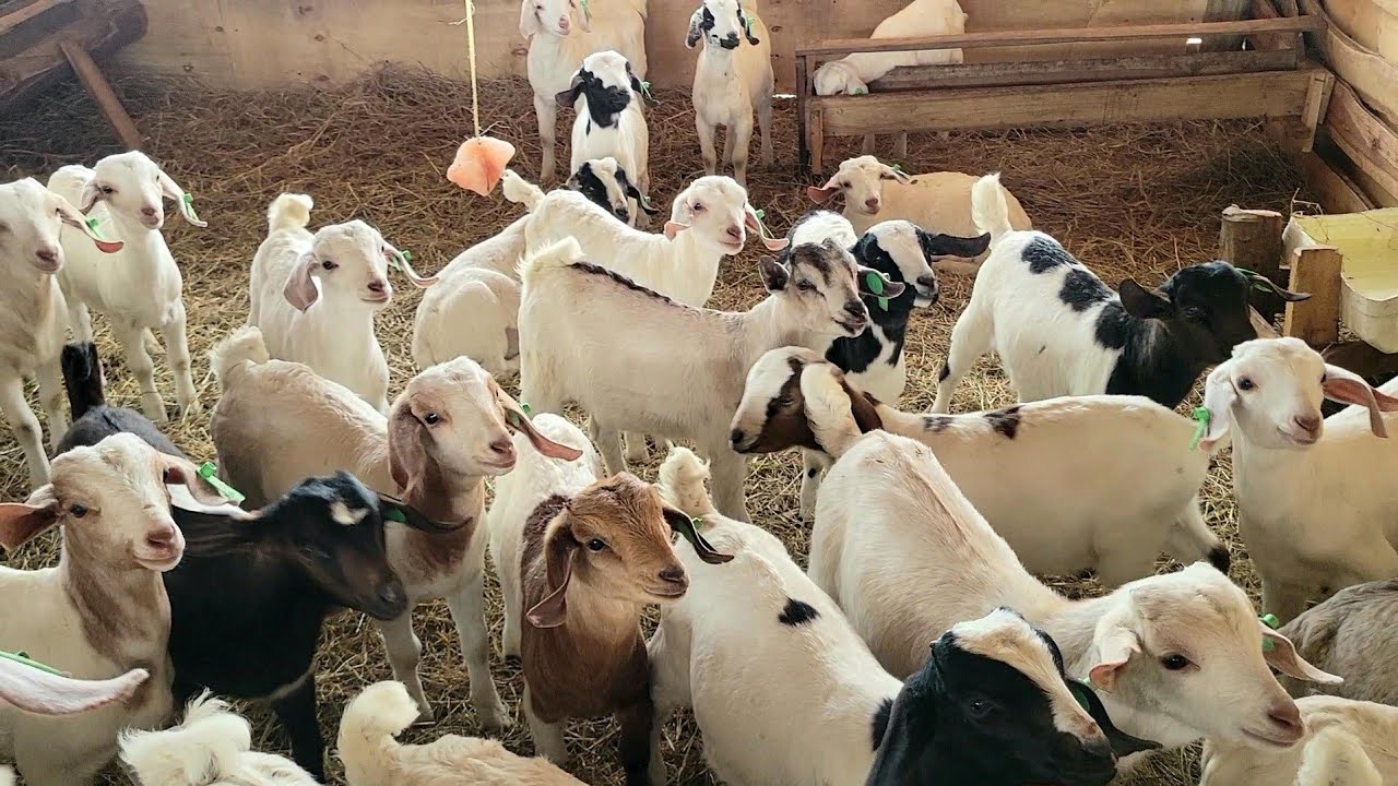 Cross Breeding Boer and Galla goats 