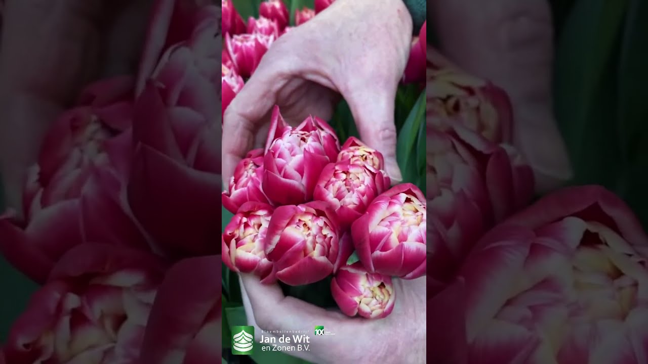 Прямая трансляция выставки тюльпанов Tulip Trade Show 2023 — Оранжевый, красный и красно-желтый —...