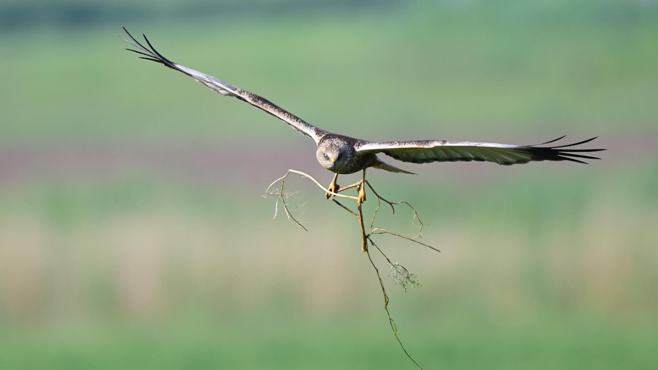 Relaxing Marsh Harrier Video