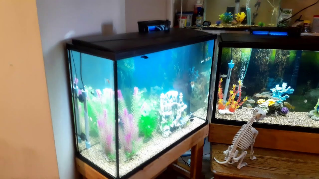 UNBELIEVABLE difference a UV Sterilizer makes in an aquarium