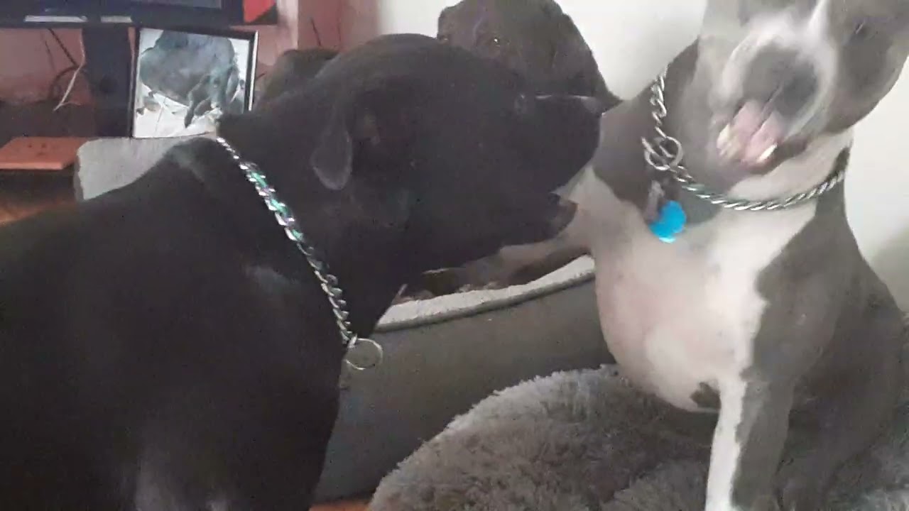 Gypsy n Raine ❤️🐾, frisky am play!