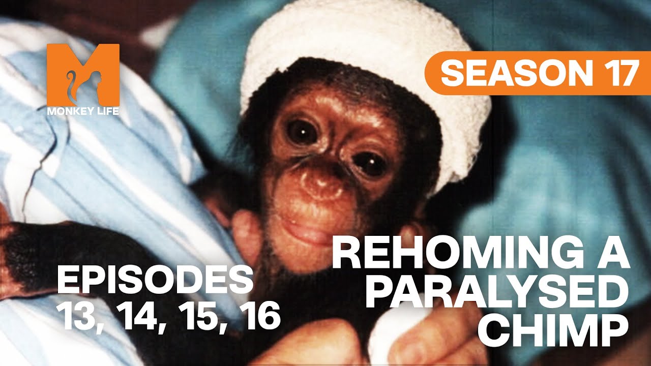 Saving Chocolat: A Paralysed Chimp&rsquo;s Journey in Monkey Life | S17 E13, 14, 15 & 16 | Full Episodes