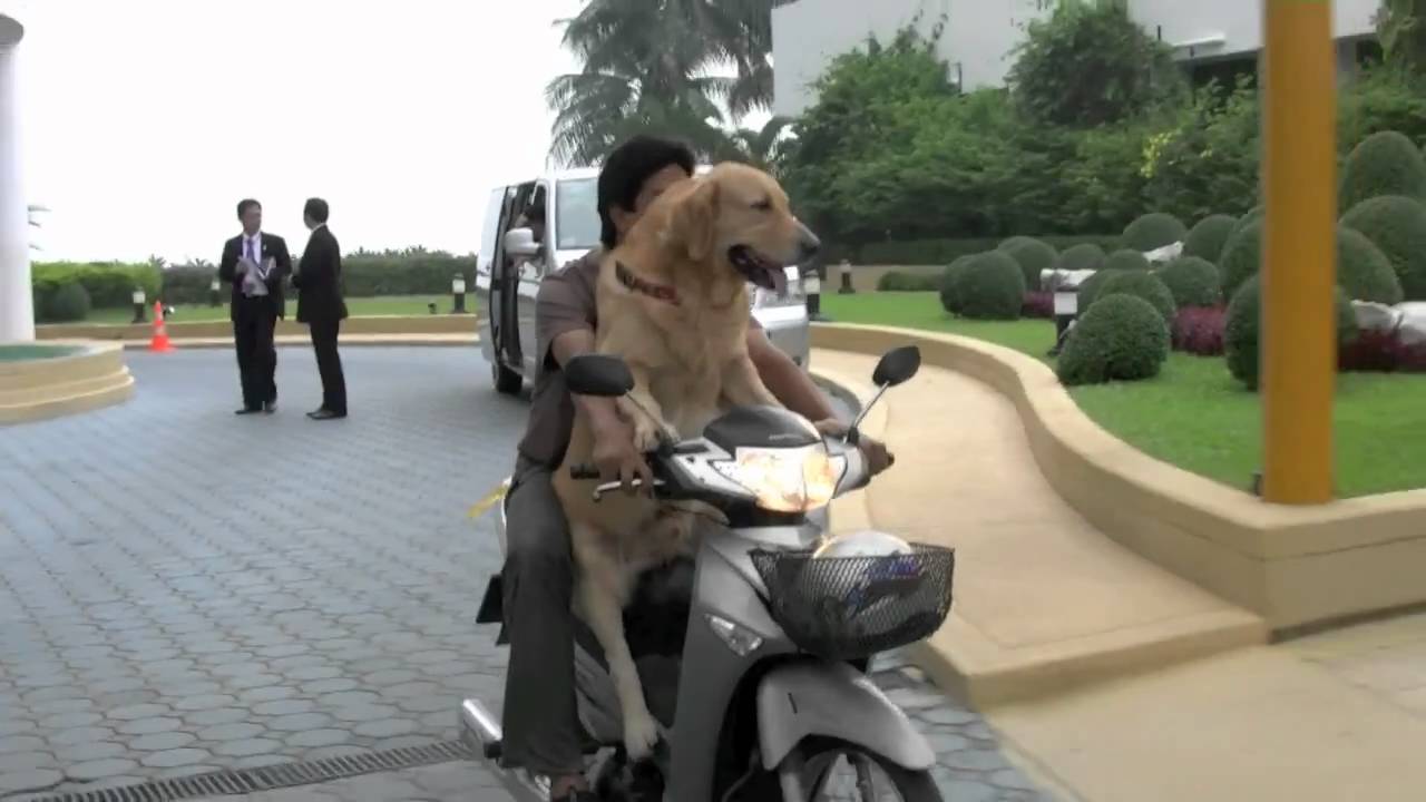 Golden Retriever Rides Motorcycle
