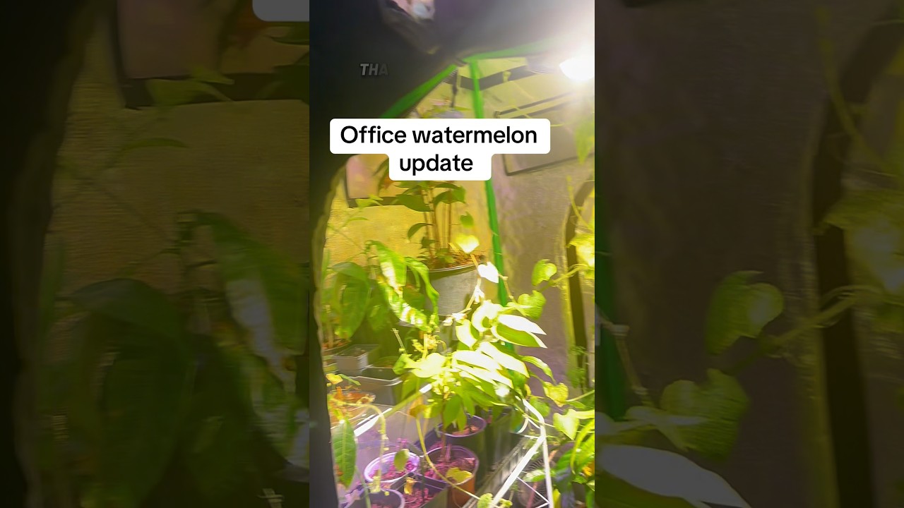 Обновление информации о гидропонной посадке арбуза в офисе #гидропоника #andrethefarmer #арбуз #к...