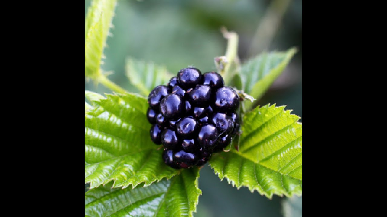 Foraging for blackberries