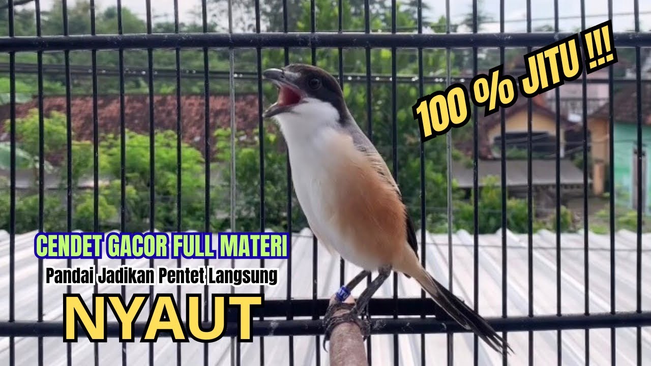 burung cendet gacor ISIAN HANDAL untuk PANCINGAN CENDET AGAR BUNYI bikin BURUNG PENTET GACOR EMOSI