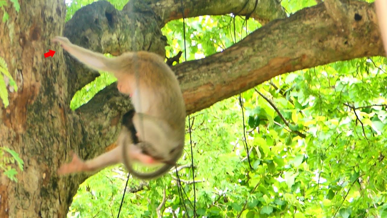 God help...Please be careful monkey Teva, while baby monkey Tessa clings to her mom.