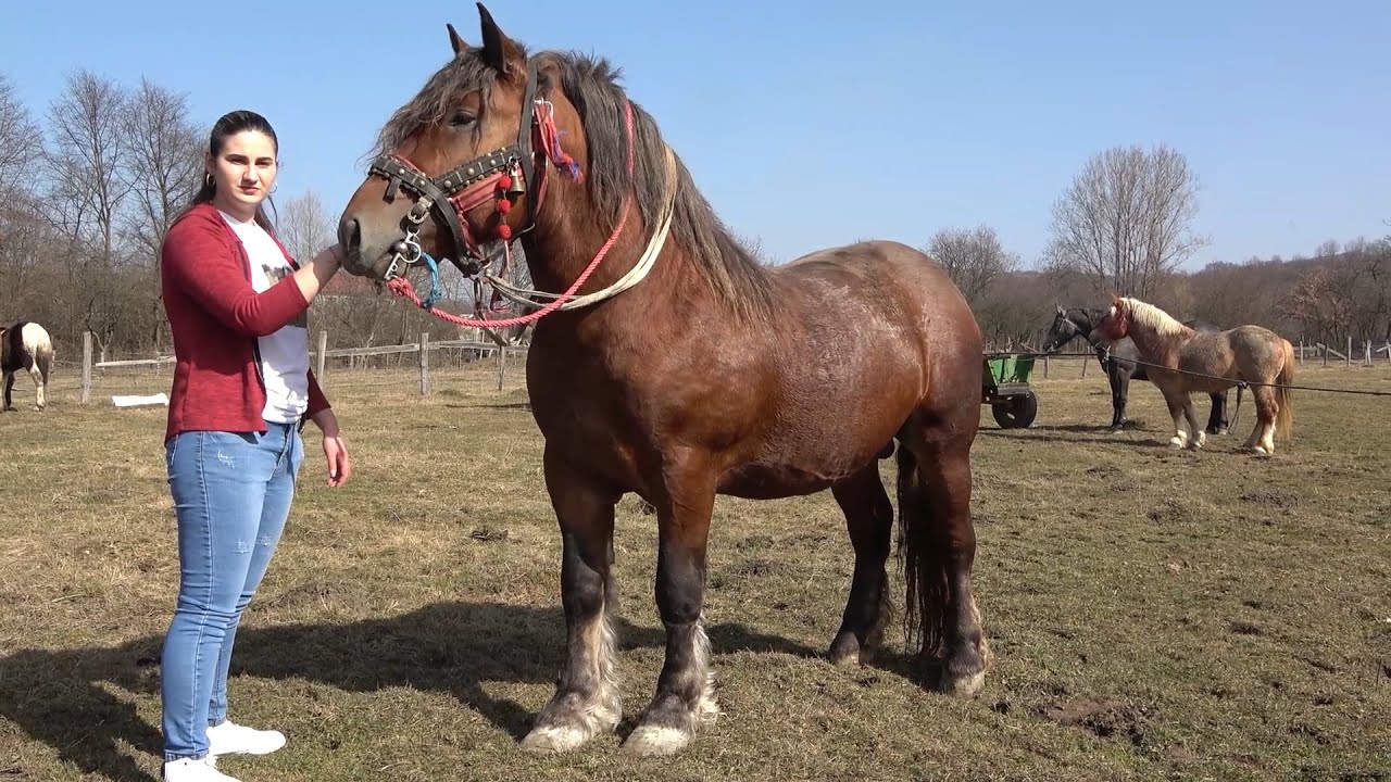 Caii lui Roxana de la Mihaesti, Arges - 2021 Nou!!!