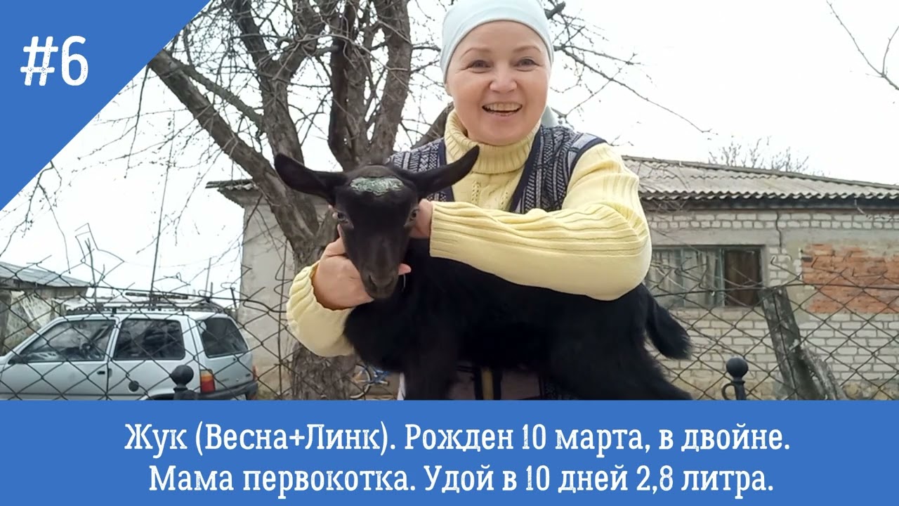 Срочно! Продаем коз, козочек, козликов. За двух и более скидка. Альпийская порода. Высокие удои.