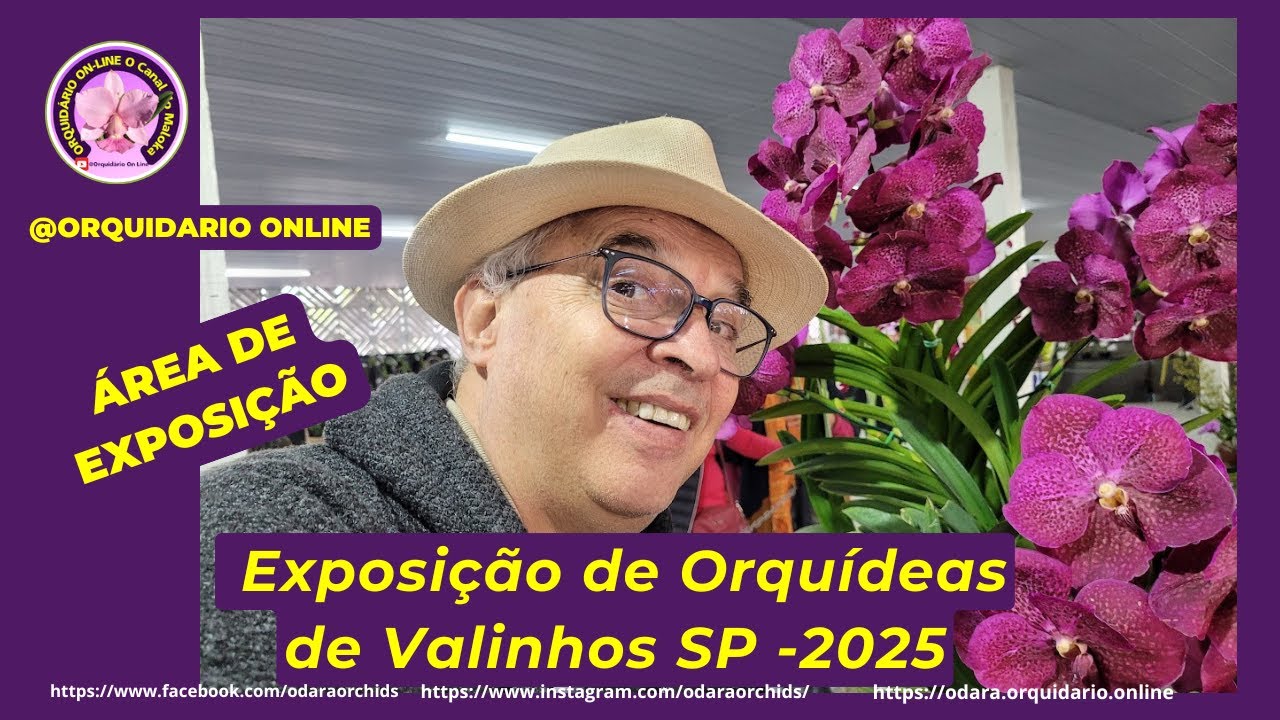Gostei muito da ❤ Exposição de Orquídeas de Valinhos SP 2025 e 1º Mostra de Micro-Orquídeas