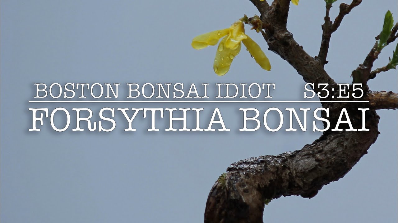 S3.E5__Forsythia Bonsai: Pruning & Repotting