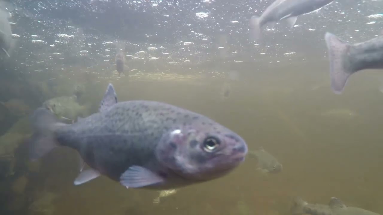 Armagh Angling Club.   Arrival of 2027 stock at the hatchery.