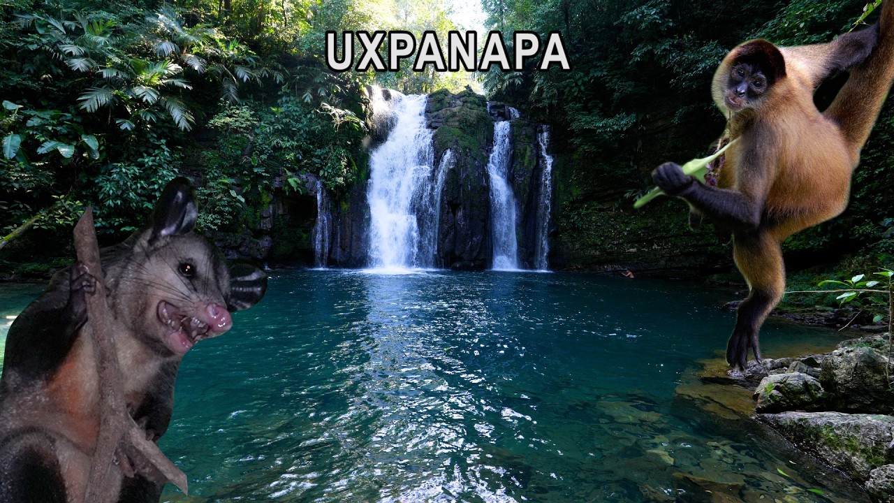 Nuevo Soteapan: Exploración en la Selva SECRETA del Uxpanapa || Veracruz.