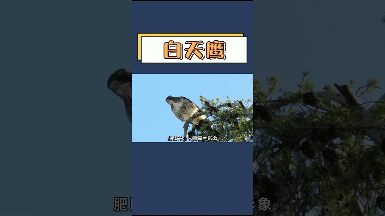白頭鷹：美國國鳥，也有萌的一面