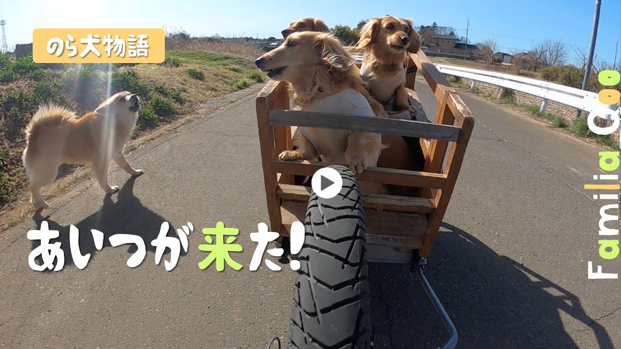 のら犬が来た瞬間、ファミリーが吠えた理由【M.ダックスと近所ののら犬】