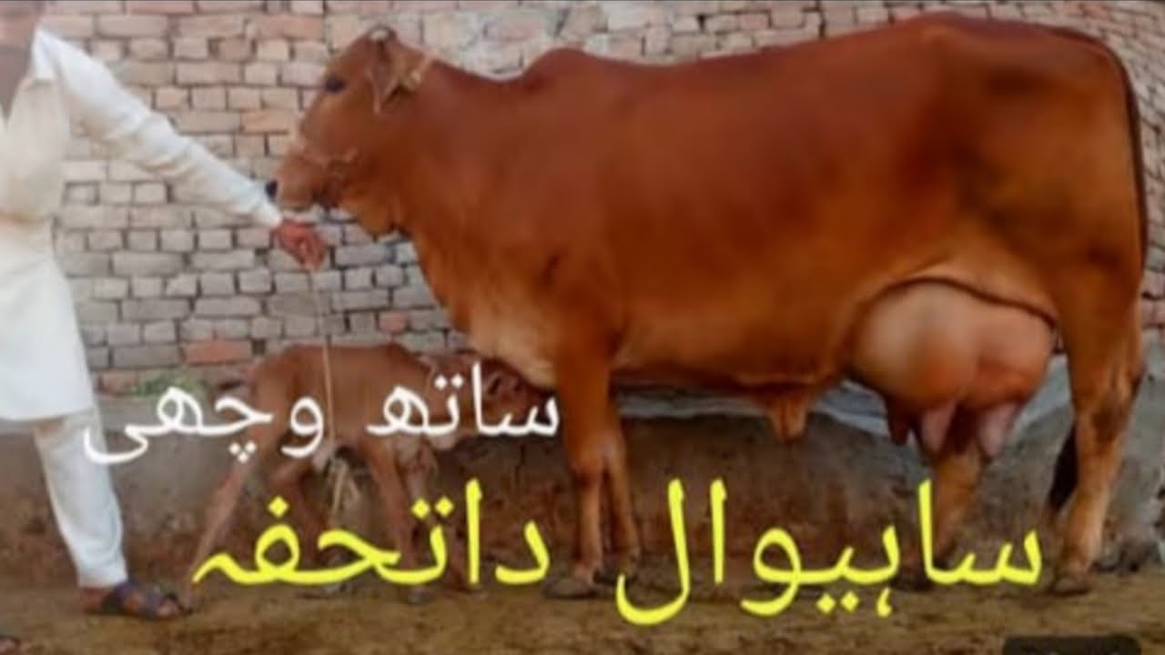 Sahiwal jarsi cross cow in Pakistan call me 03087234537pakpattan-29-1-2026
