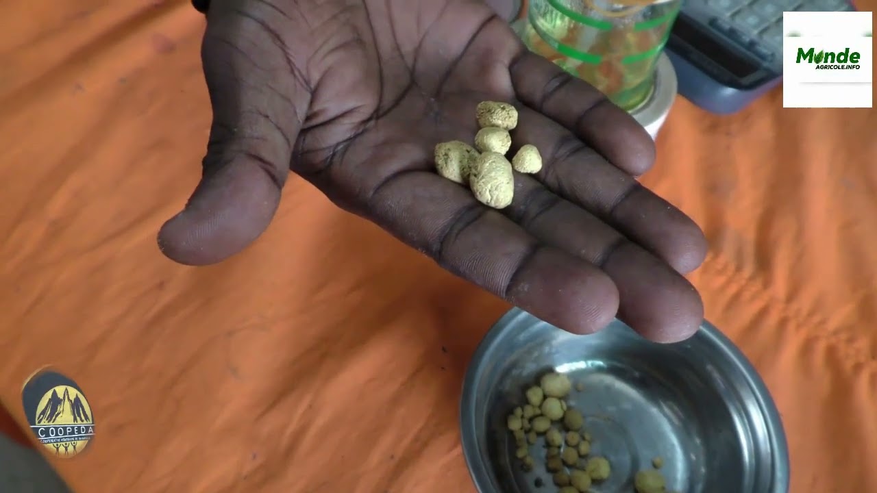 Cote d'Ivoire-Dabakala  : La Coopeda , une coopérative minière travaille conformément au code minier