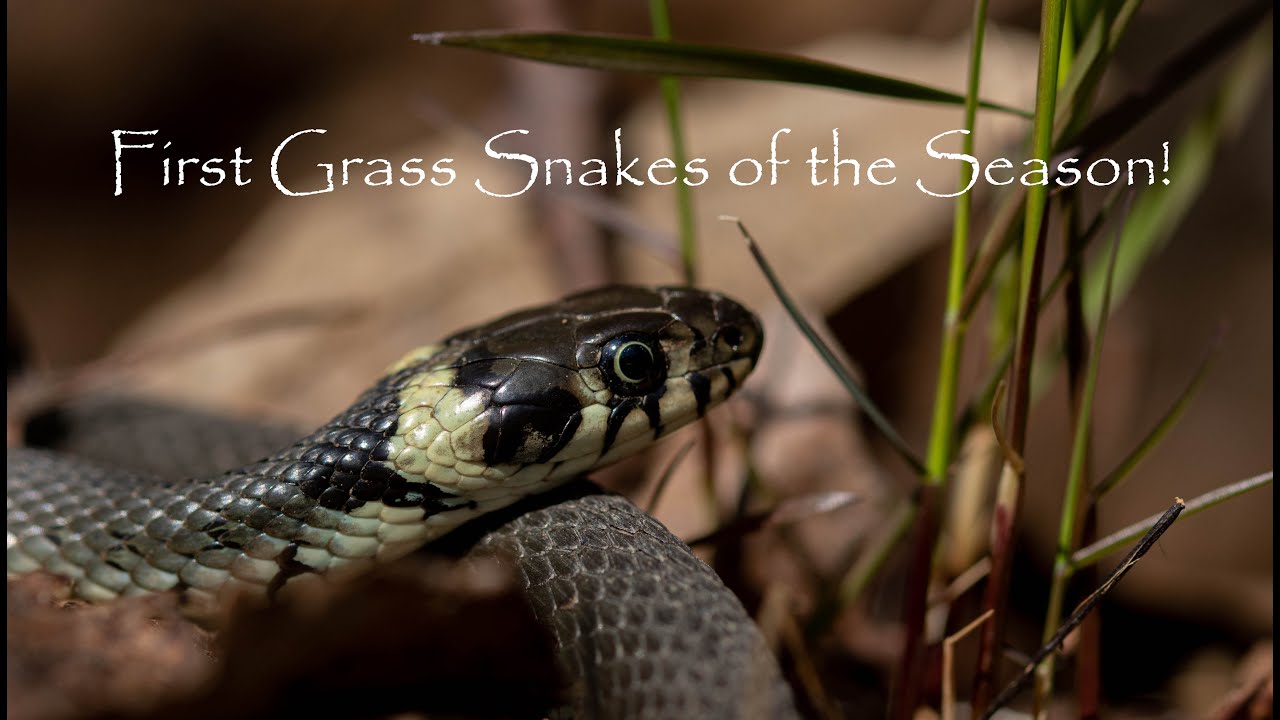 First GRASS SNAKES of the season, more ADDERS and more snow