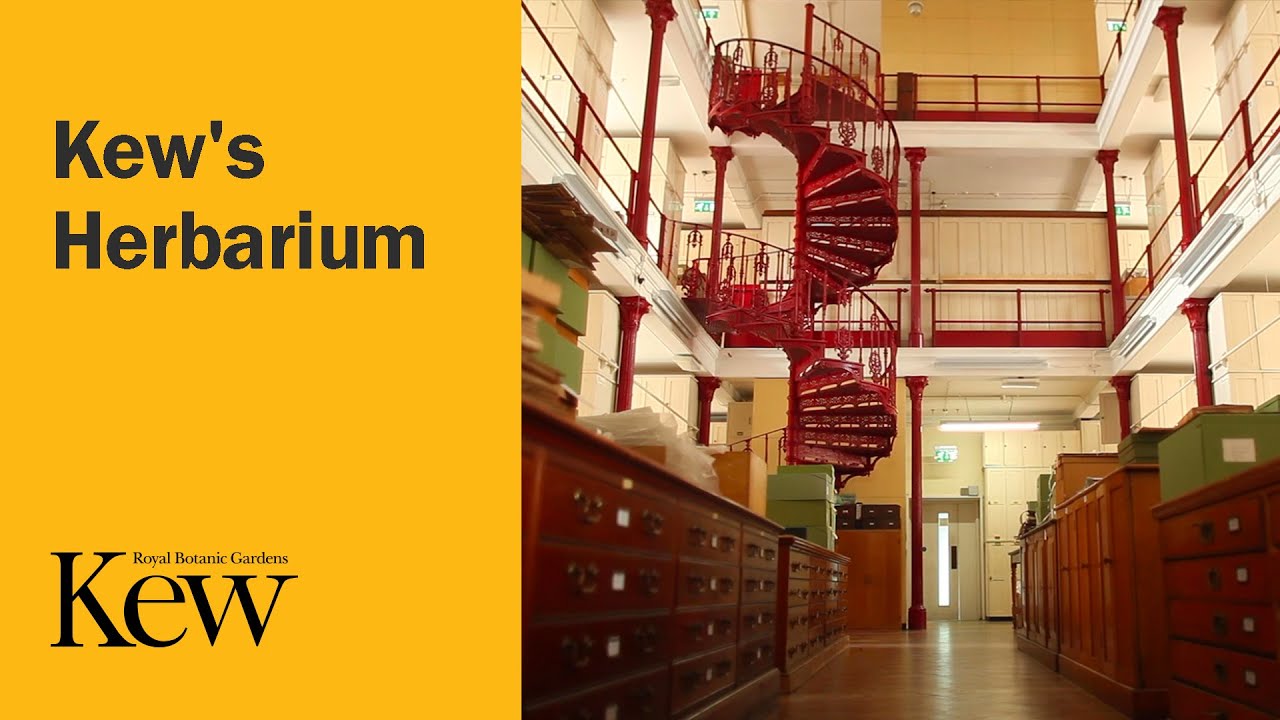 Kew&rsquo;s Herbarium