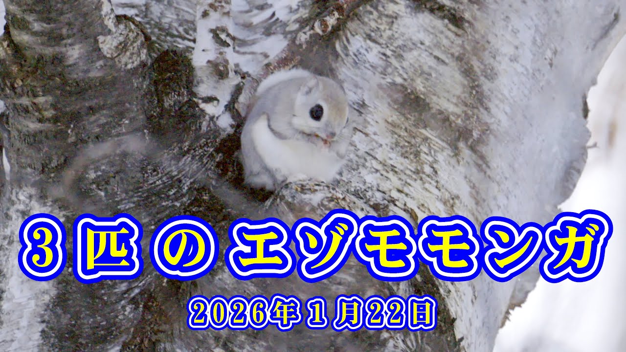 【4K HDR】3匹のエゾモモンガ 　Japanese flying squirrel　2026/01/22 #hokkaido #エゾモモンガ #flyingsquirrel