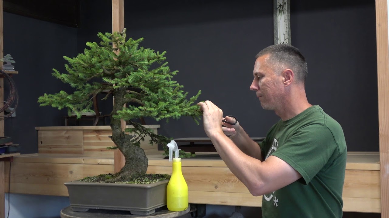 Spruce and Pine